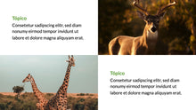 Load image into Gallery viewer, Apresentação com tema Natureza